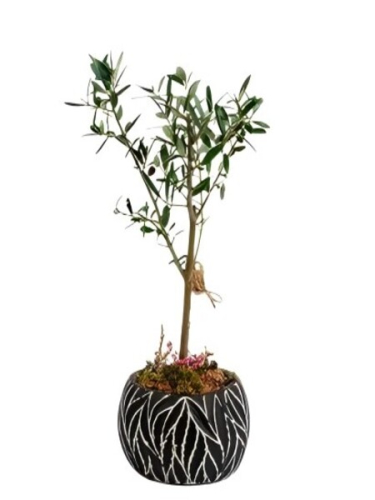 Zeytin Ağacım