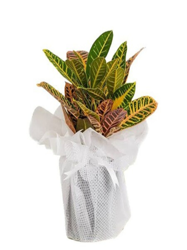 Kraton Saksı Çiçeği