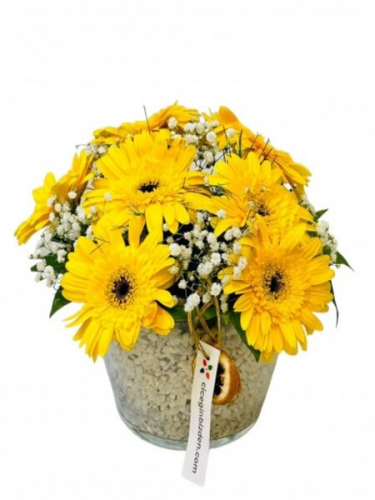 Konikte Sarı Gerberalar