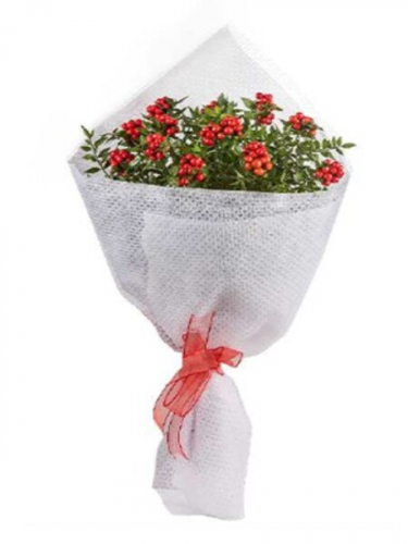 Kırmızı Kokinalar Beyaz Süslemeli