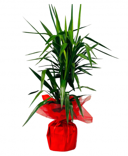 Büyük Boy 2`li Yucca Çiçeği