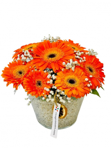 Konikte Turuncu Gerberalar