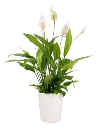 Spatifilyum Çiçeği