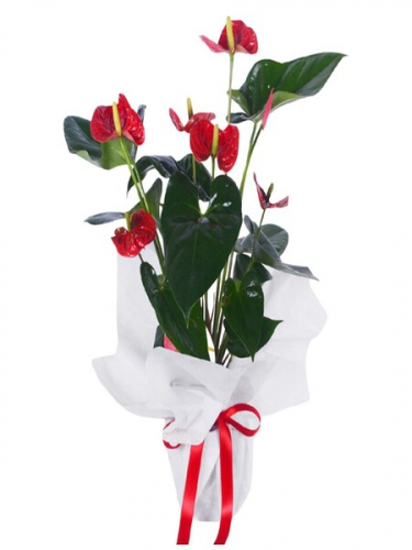 Kırmızı Antoryum Çiçeğim