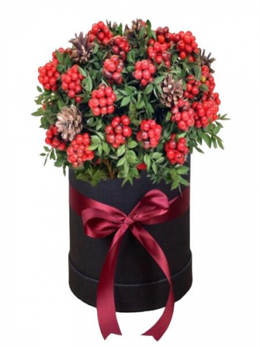 Yuvarlak Kutuda Kokinalar