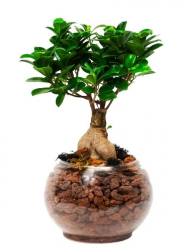 Fanusta Bonsai