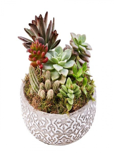 Gri Saksıda Teraryum