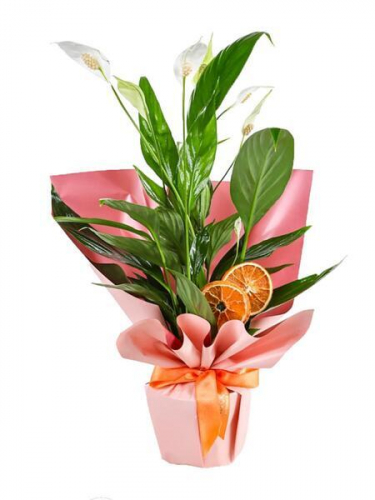 Pembe Süslemeli Spatifilyum Çiçeği